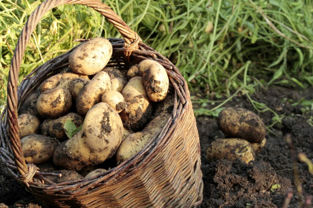morgue lufthavn Sorg Kartoffelsorten: Die besten 50 Sorten im Überblick - Plantura
