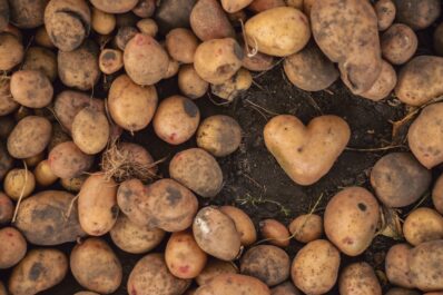 Kartoffelsorten: Die besten 50 Sorten im Überblick