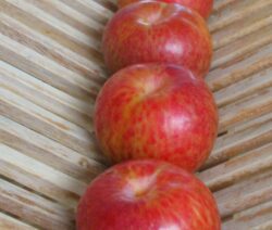 Leuchtend Rote Pluots