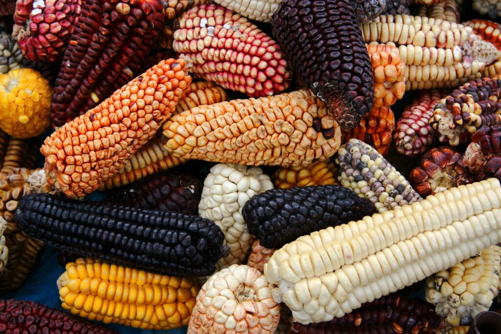Maissorten aus Südamerika