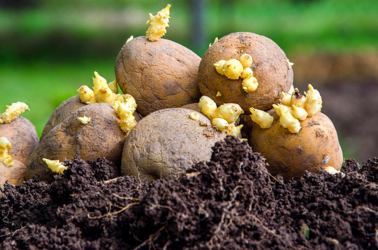 Bis Wann Kartoffeln Pflanzen Kartoffeln pflanzen: Richtig vorkeimen & setzen - Plantura
