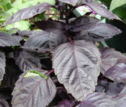 Purpurnes Basilikum Red Rubin