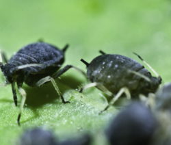 Schwarze Bohnenlaus 1