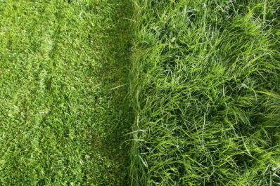 Rasen im Garten: 5 Tipps für den perfekten Rasen