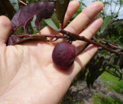 Unreife Nectaplum Hybride Aus Nektarine Und Pflaume