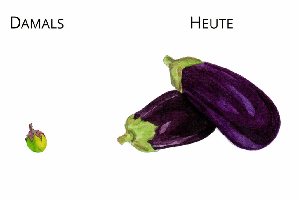 Aubergine und Ur-Aubergine im Vergleich