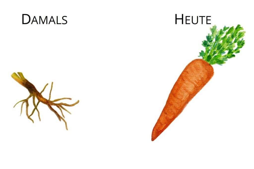Ur-Karotte und heutige Karotte im Vergleich