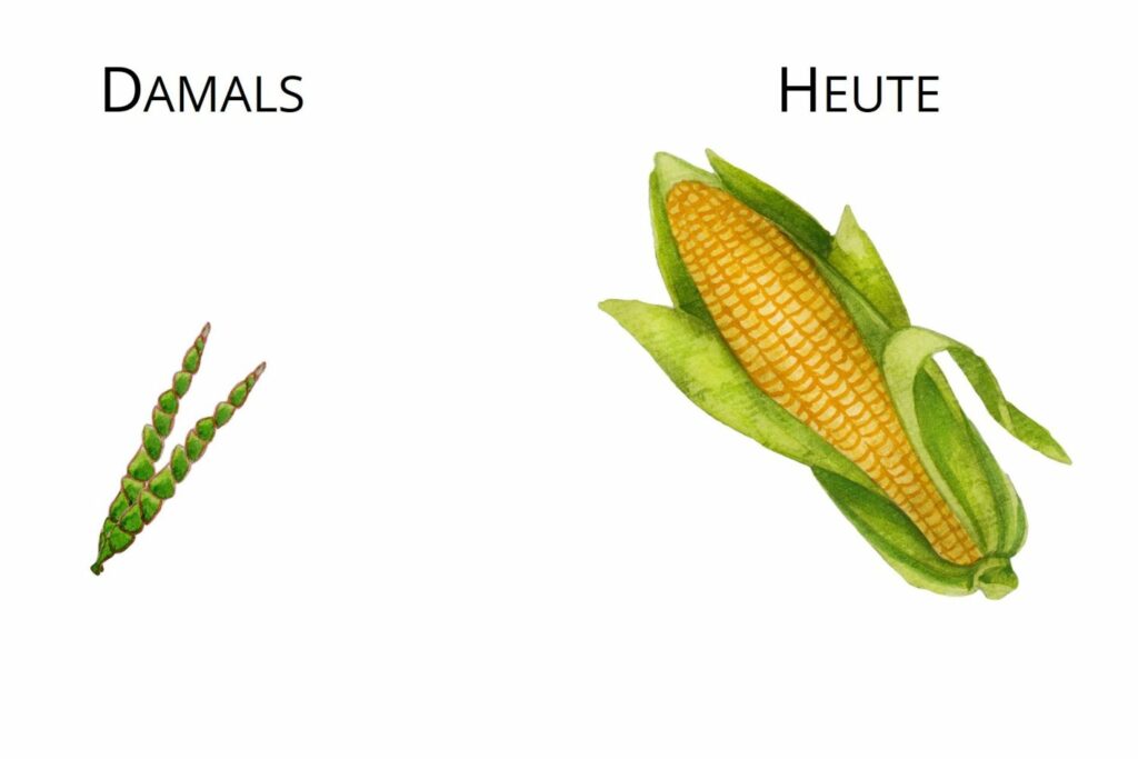 Urmais und heutiger Mais im Vergleich