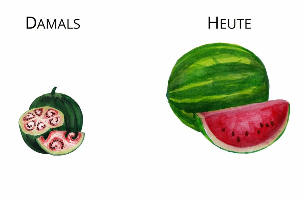 Vergleich Ur-Melone und heutige Melone