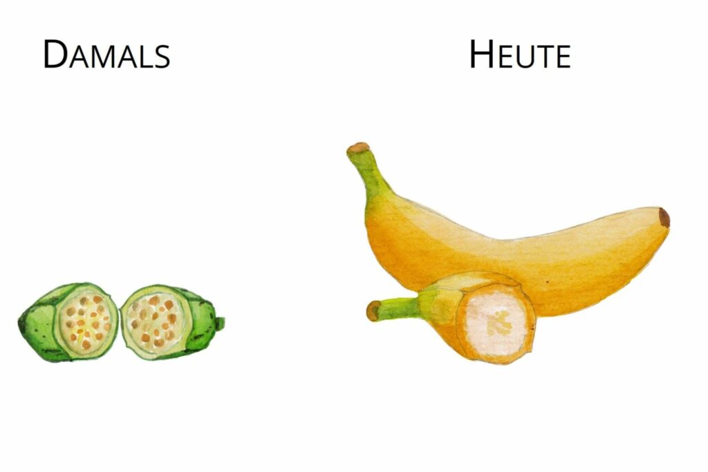 Ur-Banane und heutige Banane im Vergleich