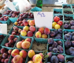 Verschiedene Pluots Auf Einem Bauernmarkt