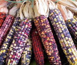 Verschiedenfarbiger Bunter Mais Indian Corn