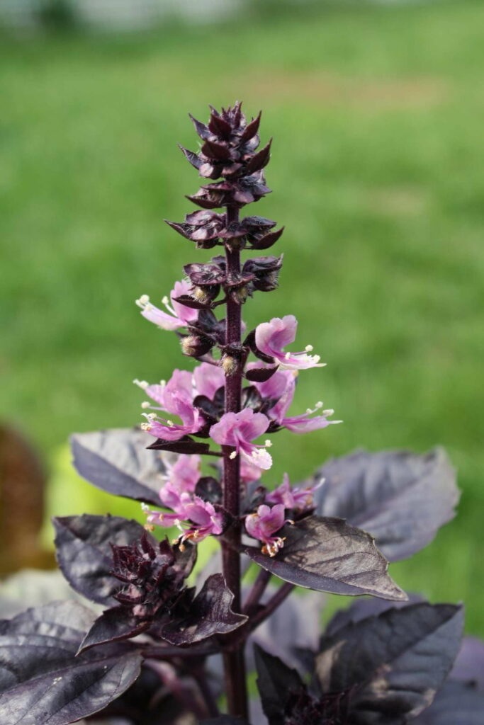 violettes Basilikum in voller Blüte im Garten