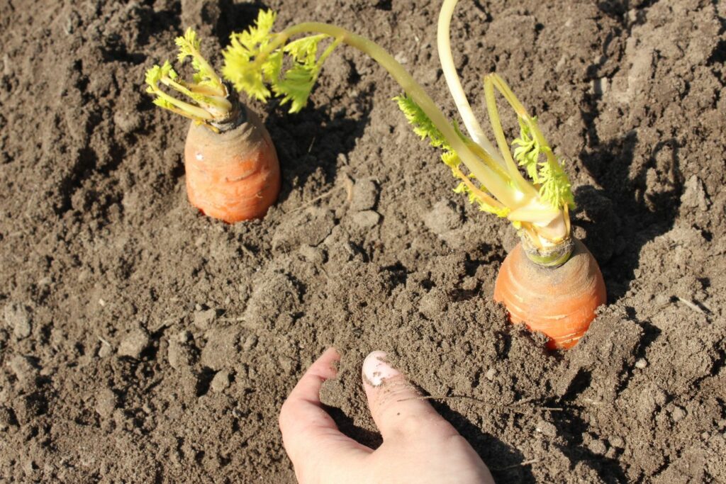 Eingepflanzte Karotten