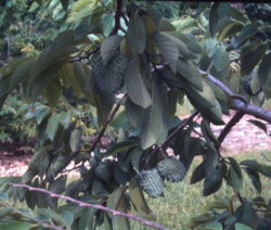 Baum Mit Früchten Der Atemoya