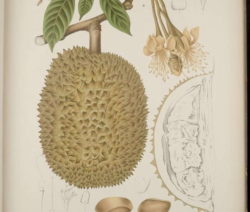 Durian Zeichnung
