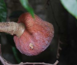 Fruchtansatz Atemoya