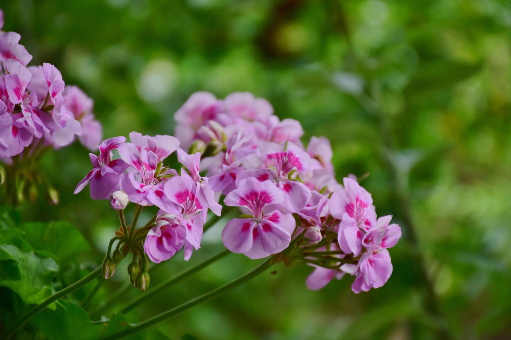 Geranien in Pink