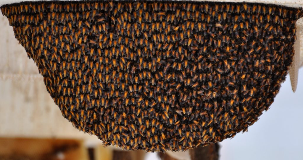 Himalaya Biene Apis dorsata