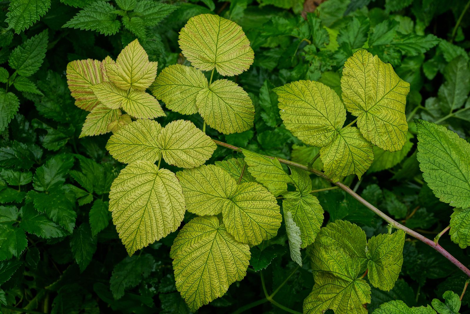 Gelbe Blätter an Himbeeren Ein Zeichen von Eisenmangel& Chlorose? Plantura ~ Sukkulenten Bekommen Gelbe Blätter Gelbe Blätter an Himbeeren Ein Zeichen von Eisenmangel& Chlorose? Plantura ~ 24203331_Sukkulenten Bekommen Gelbe Blätter