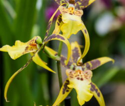 Orchidee 11