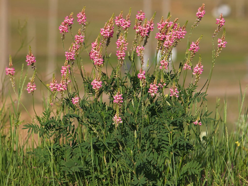 Saat-Esparsette mit pinken Blüten
