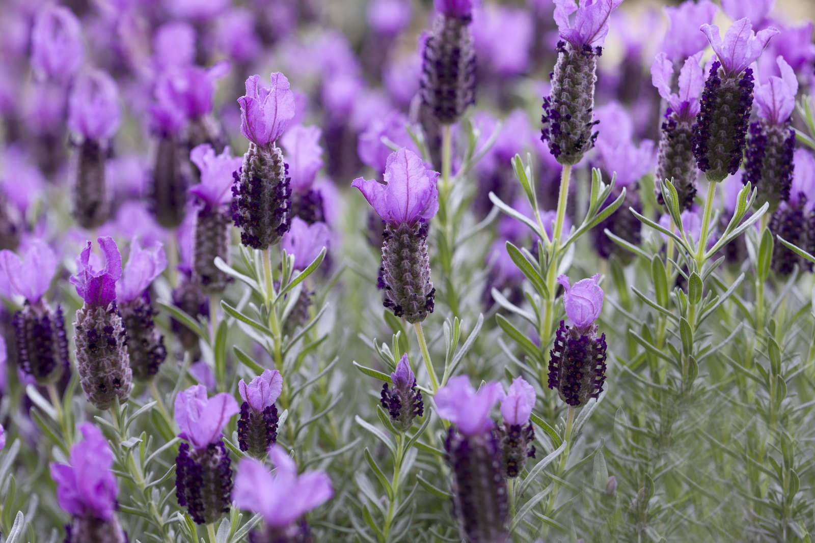 Schopflavendel Alles zu Anbau, Pflege & Überwintern Plantura