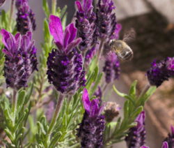 Schopflavendel Lockt Bienen An