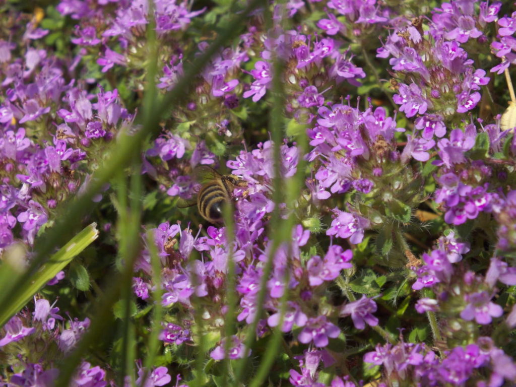 40+ Bienenfreundliche Pflanzen Für Bienen, Hier findest du eine