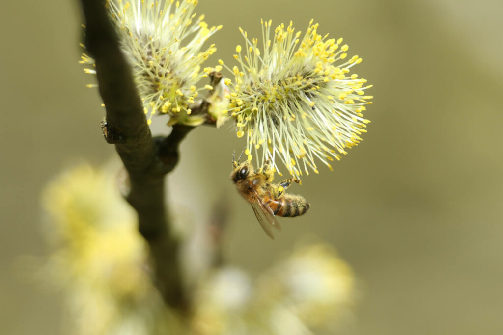 Biene auf Weide