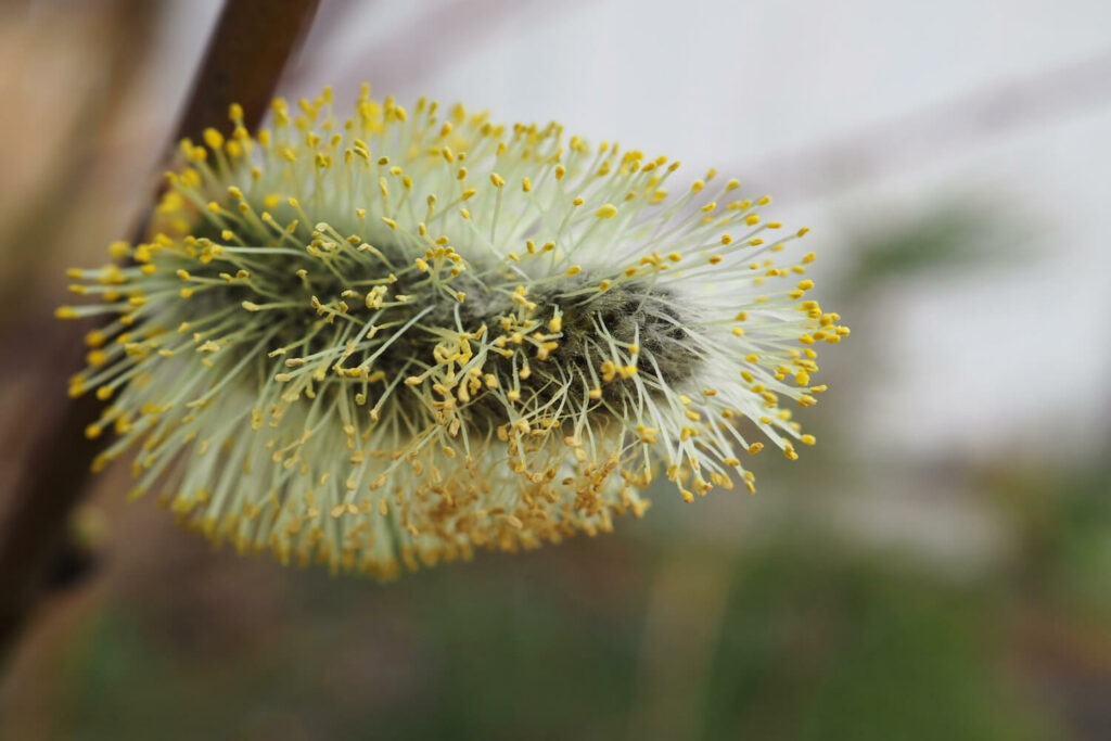 Blüten eines Weidenkätzchens