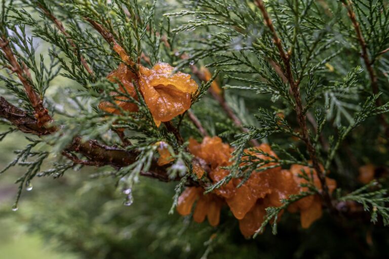Birnengitterrost: Erkennen, vorbeugen & bekämpfen - Plantura