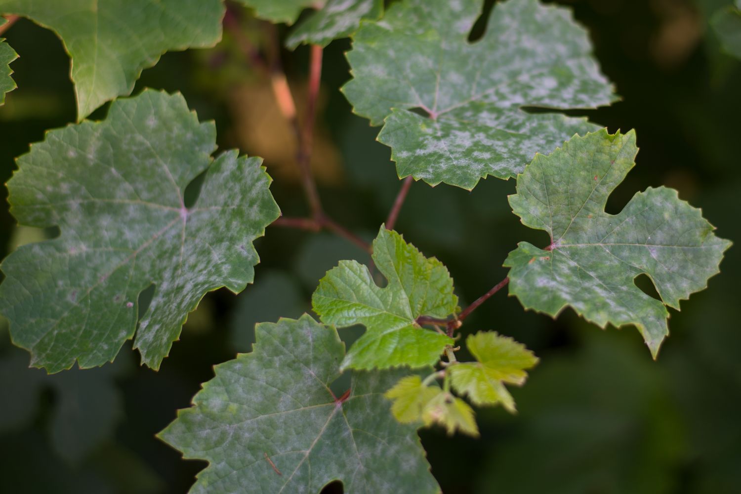 mehltau-an-wein-erkennen-vorbeugen-und-bek-mpfen-plantura