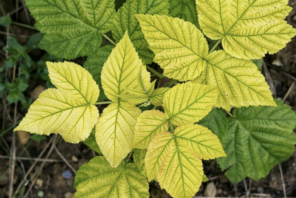 Chlorose an Himbeere