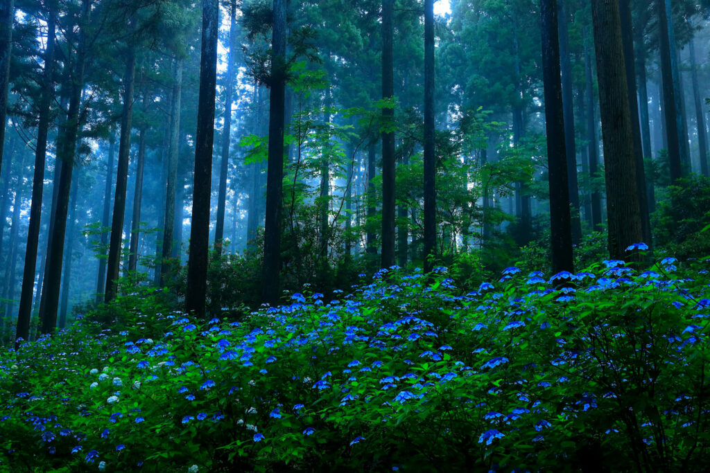 Hortensien im Wald