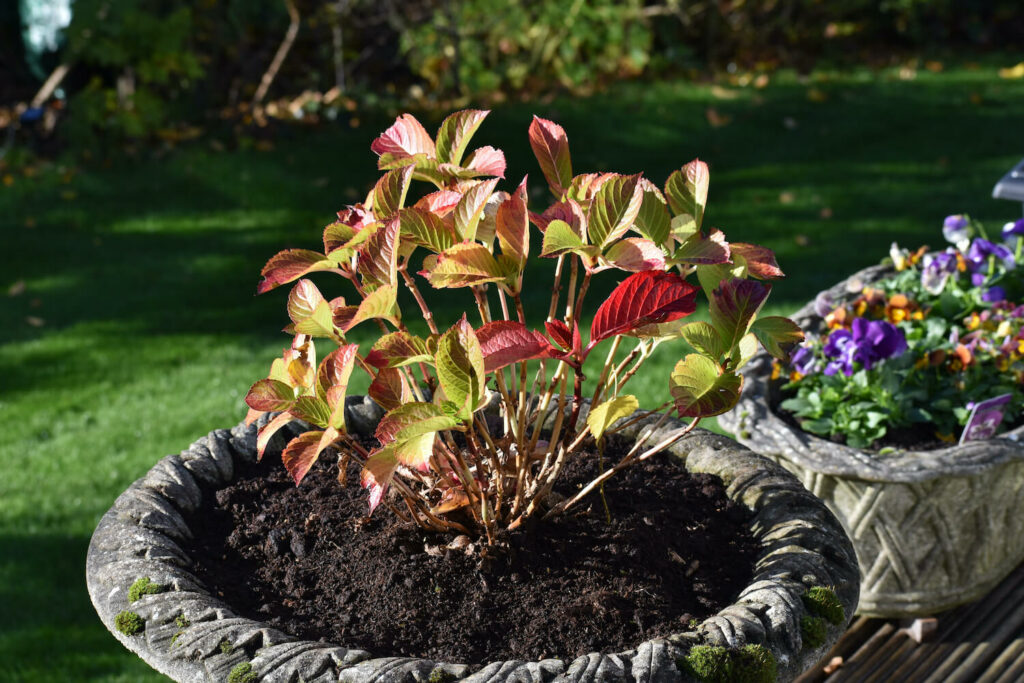 Hortensie im Topf