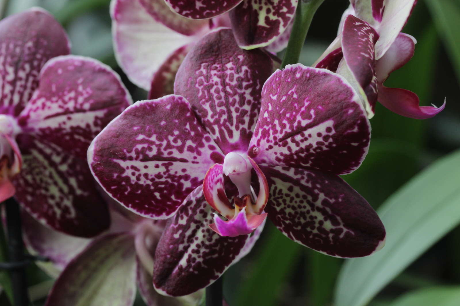 Woher kommt der Name Orchidee? Plantura