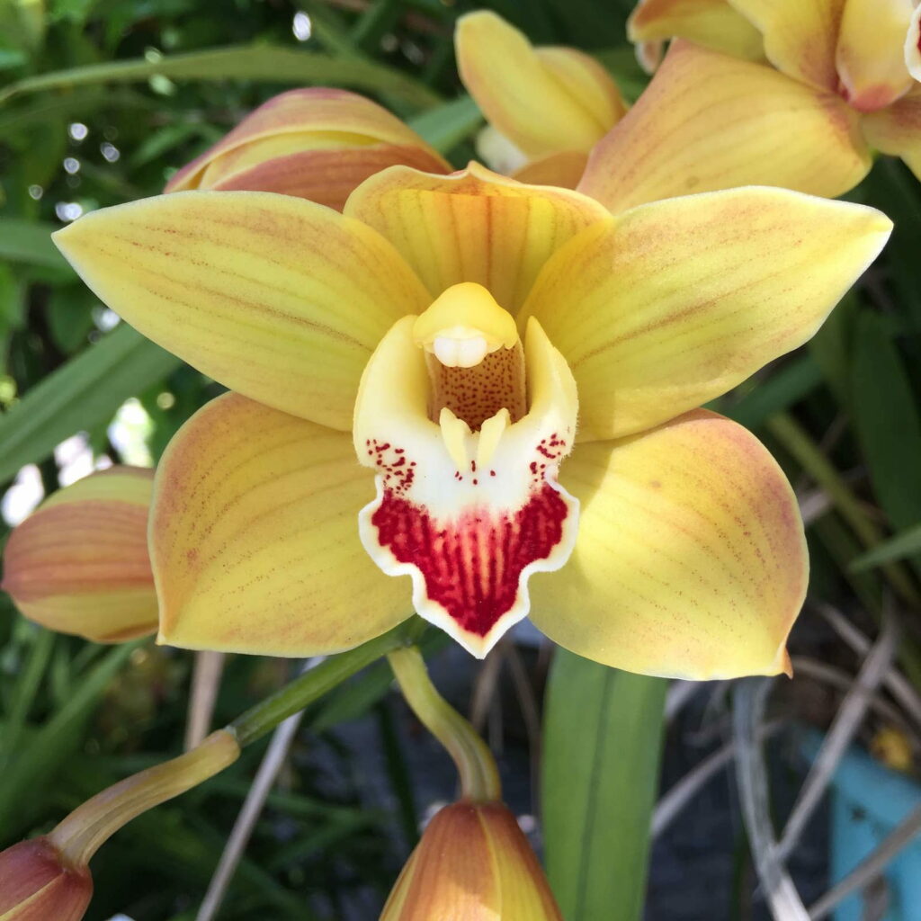 gelbe orchidee