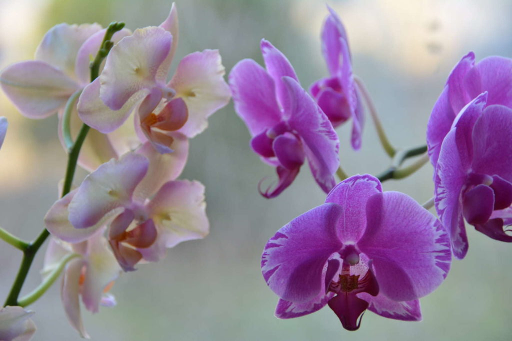 Orchideen weiß und lila