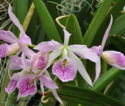 Orchidee 7