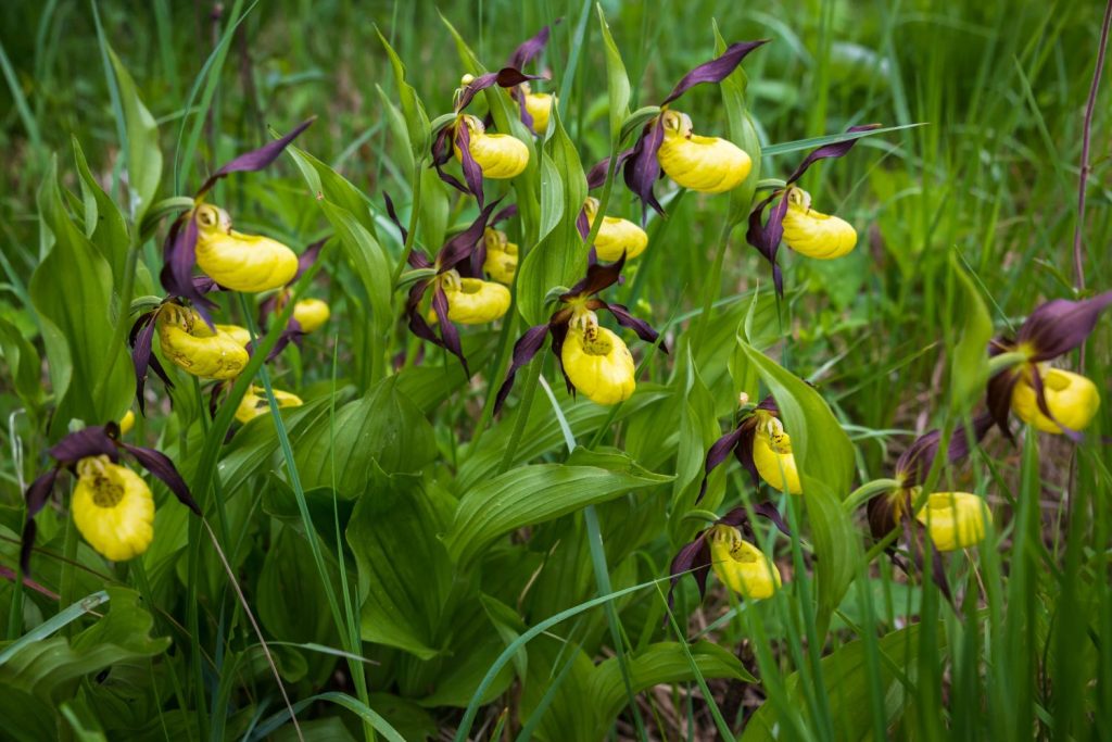 Gelber Frauenschuh-Orchidee