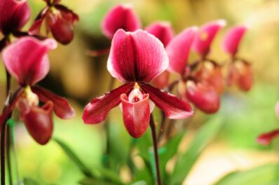 Woher kommt der Name Orchidee?