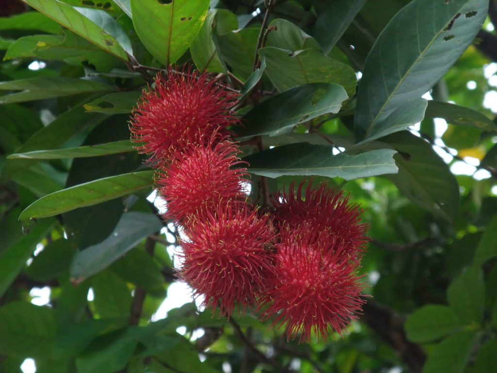 reife Rambutan am Baum