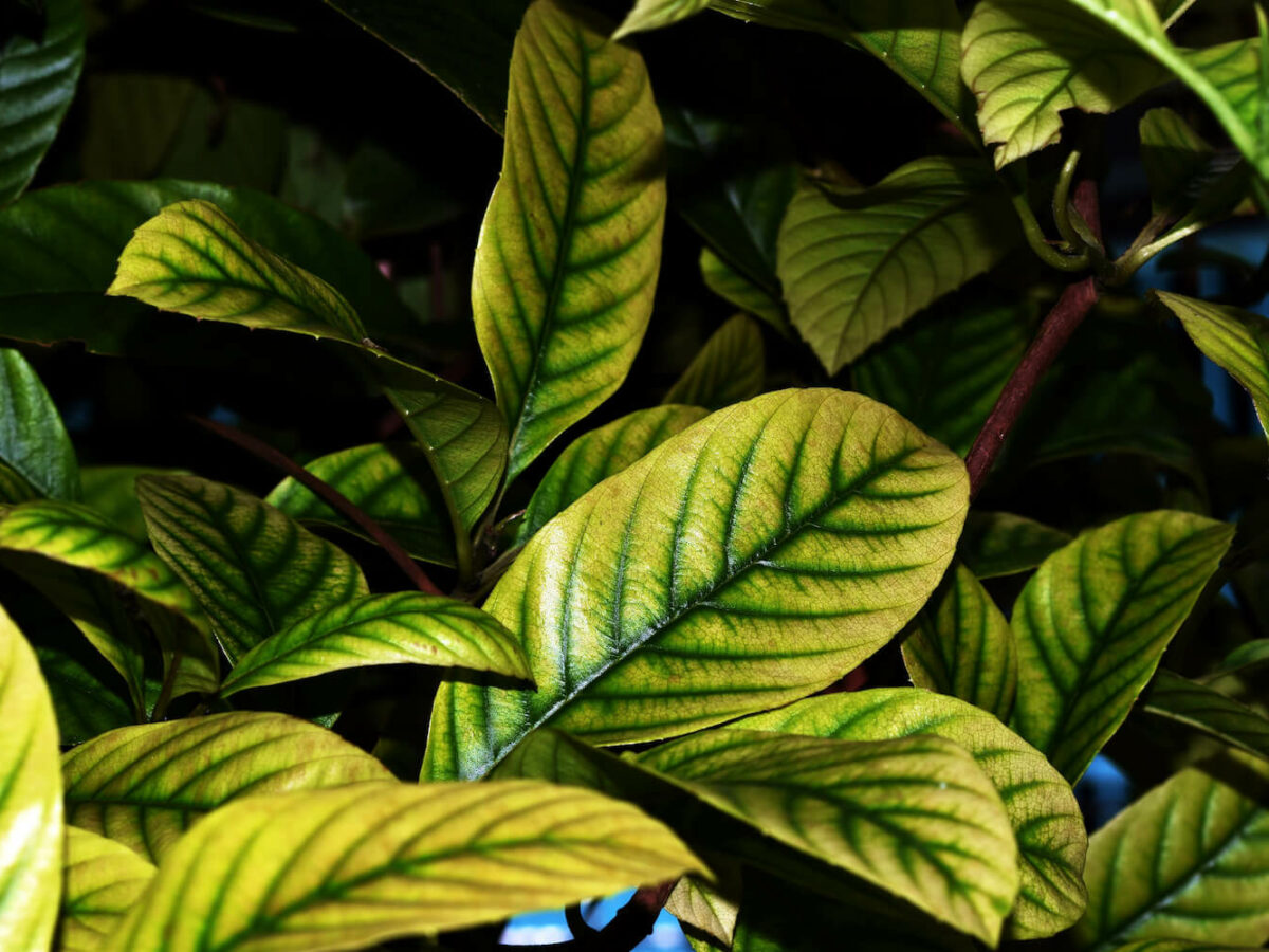 Gelbe Bltter an Rhododendren behandeln - Plantura