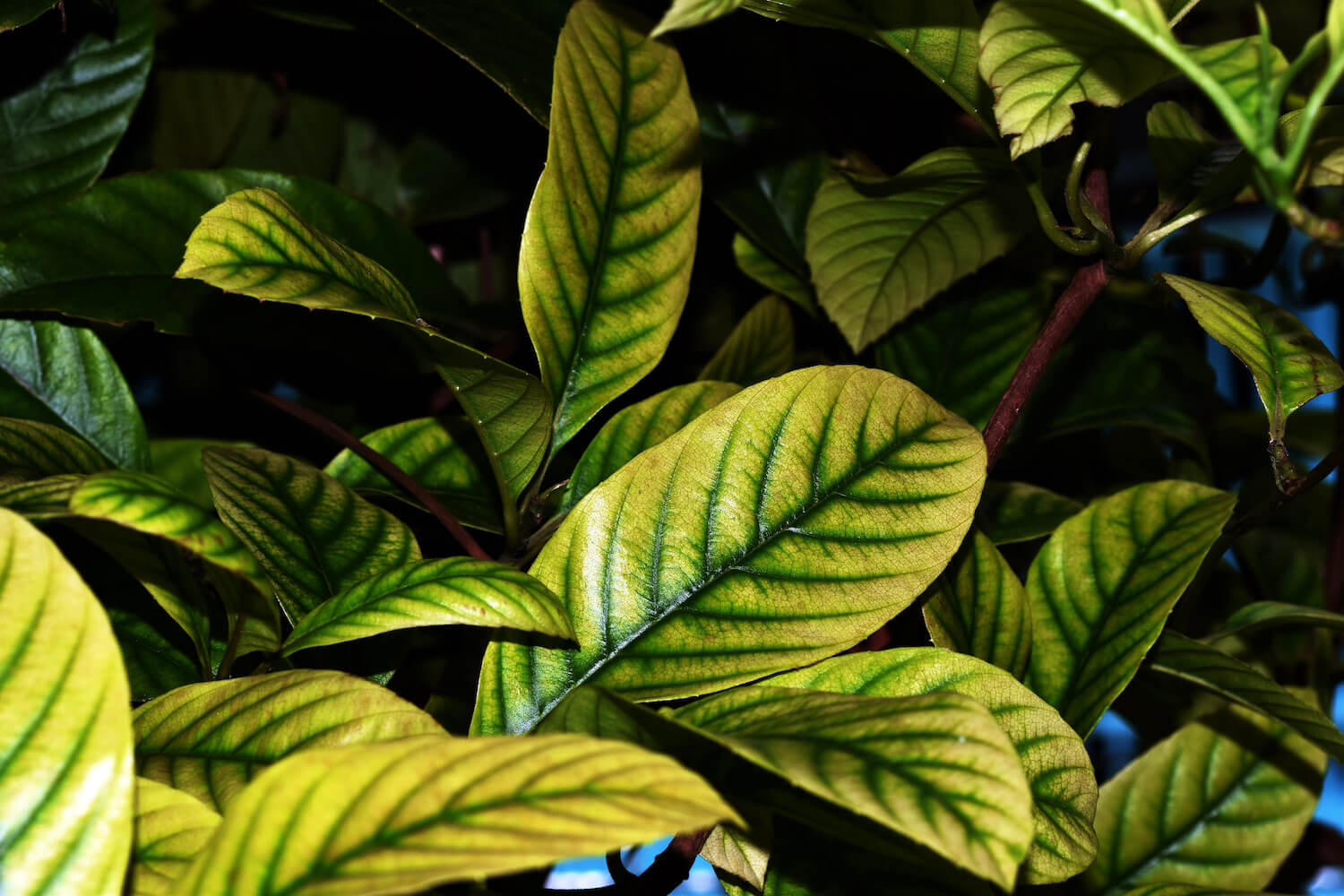 Gelbe Blätter an Rhododendren behandeln Plantura