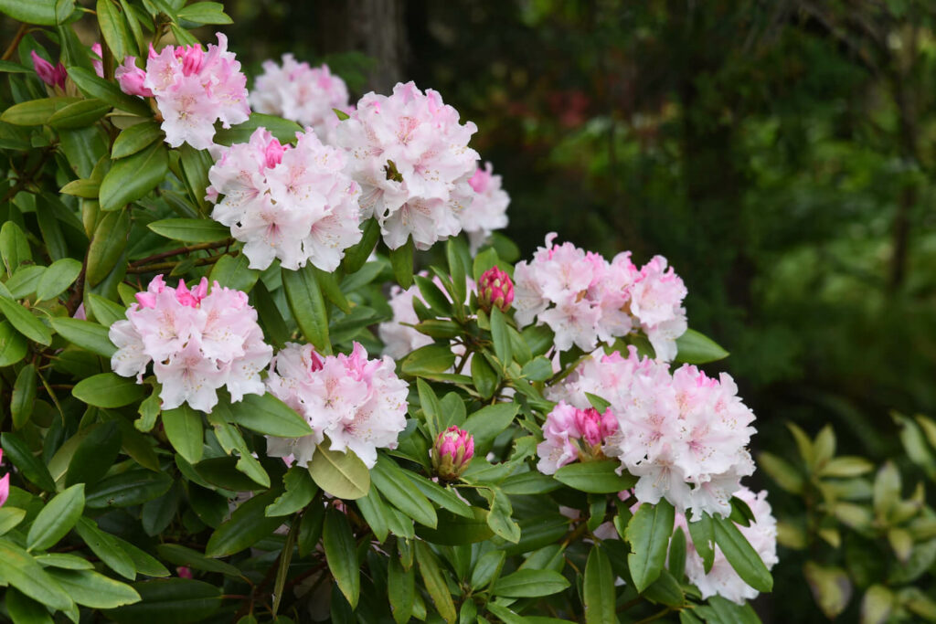 rosa Rhododendron