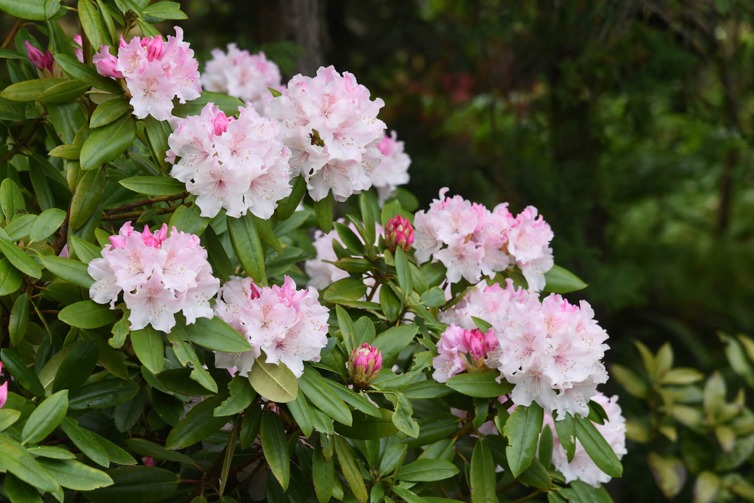 Gelbe Blätter an Rhododendren behandeln Plantura