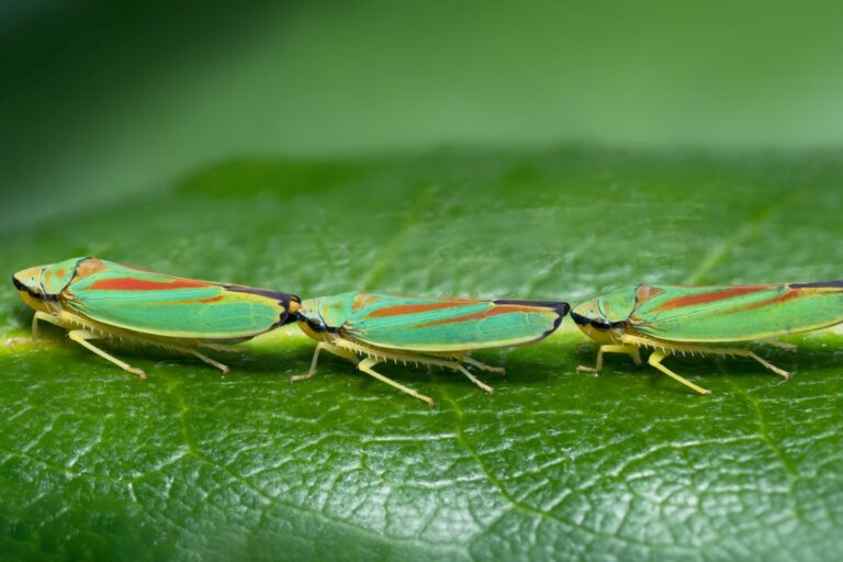 Rhododendronzikade Vorbeugen & bekämpfen Plantura