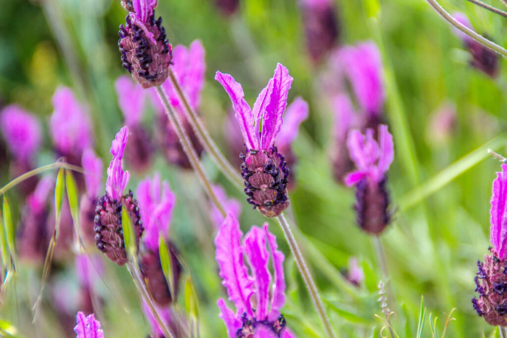Lila Blüten des Schopflavendels