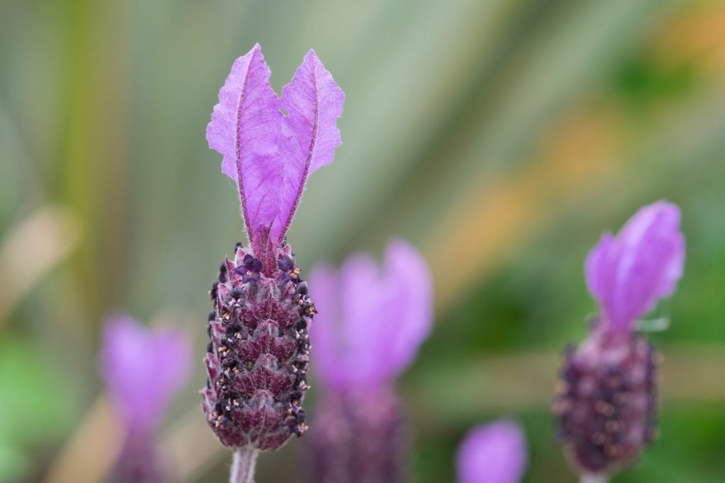 Einzelne Schopflavendelblüte